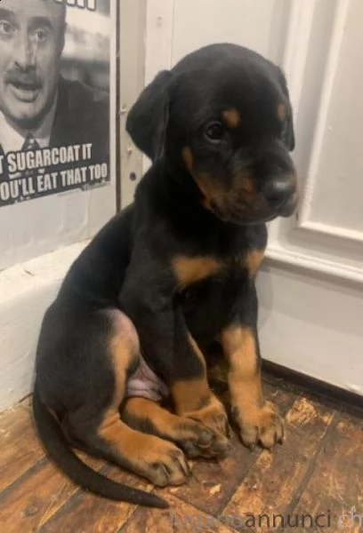 disponibili cuccioli dobermann | Foto 1