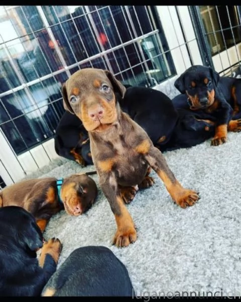 disponibili cuccioli dobermann | Foto 0