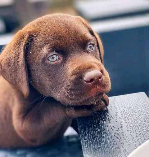 cucciolo di labrador