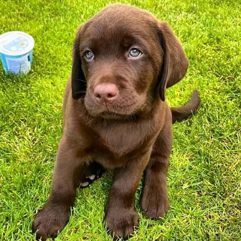 cucciolo di labrador per te