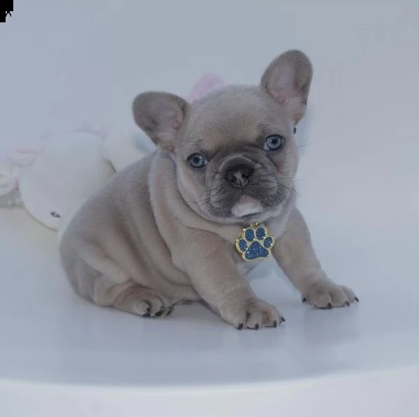 regalo cucciolo bulldog francese