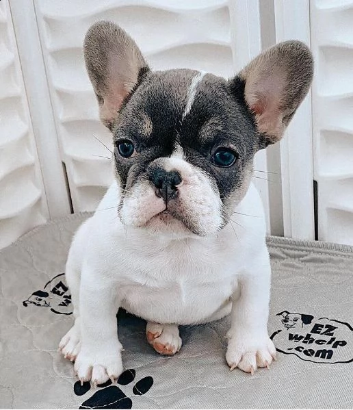 ?regalo cucciolo bulldog francese