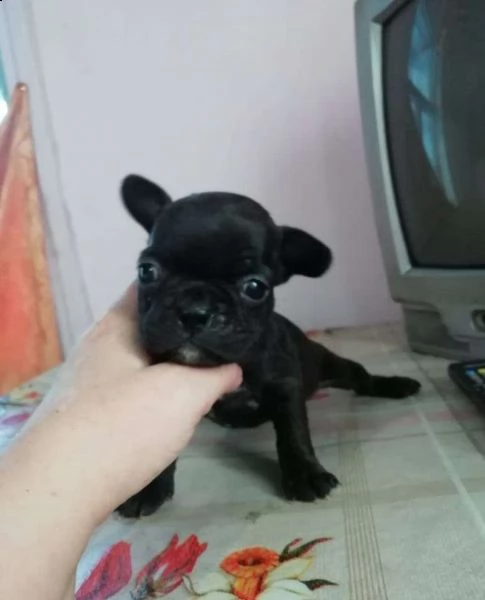 vcbv regalo cucciolo regalo cuccioli di chihuahua