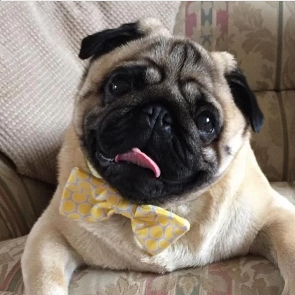 bellissimi e simpatico regalo di cuccioli di carlino regalo di cuccioli di carlino. sono disponibili