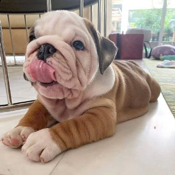 simpatico regalo di cuccioli di  bulldog inglese regalo di cuccioli di carlino. sono disponibili due