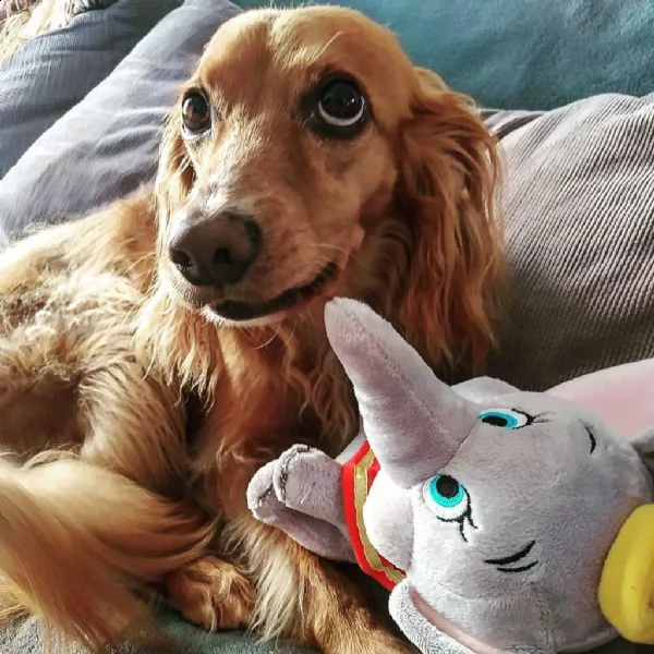 regalo cucciolo regalo coker spaniel mini giocattolo regalo cuccioli di coker spaniel di 90 giorni n