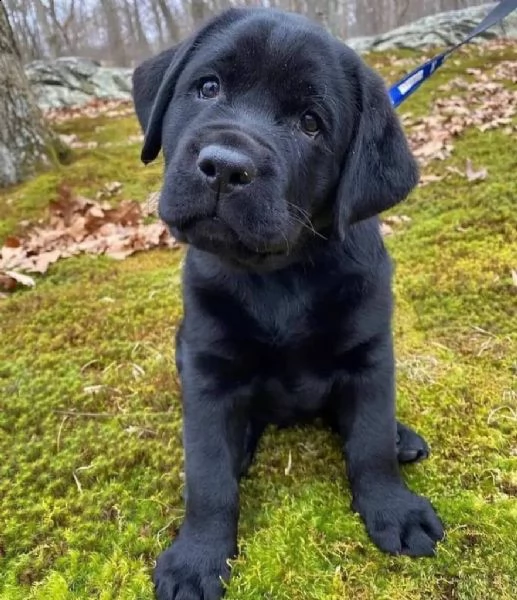 disponibili cuccioli di razza labrador in consegna con il libretto sanitario, il michrochip, vaccina