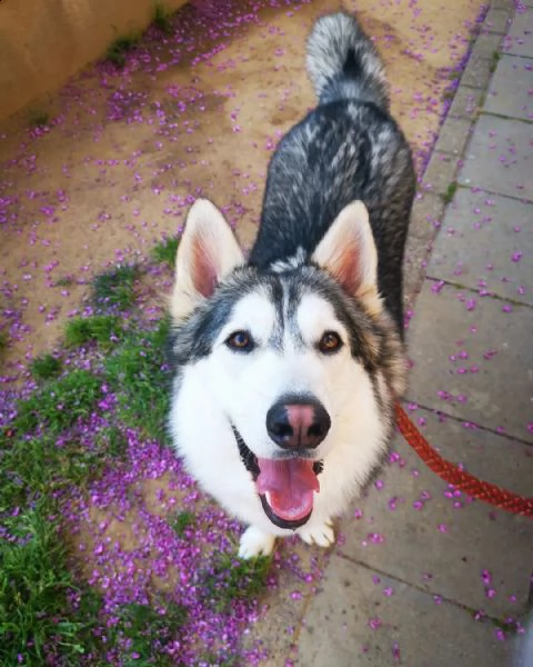 stupende cuccioli di husky disponibili maschi e femmine. i cuccioli verranno con pedigree, esenzioni