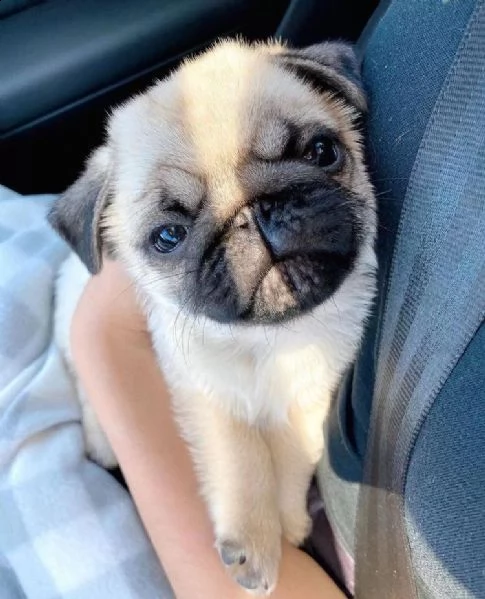 ?simpatico regalo di cuccioli di carlino