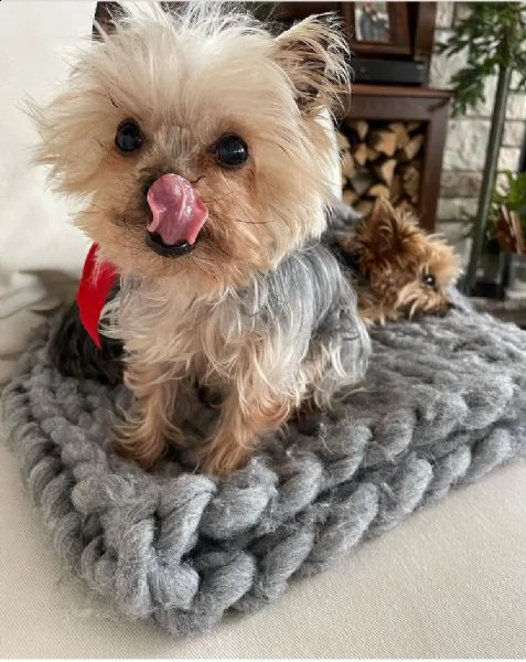 regalo cucciolo regalo abbiamo avere amorevole yorkie cuccioli per l'adozione abbiamo avere yorkie a