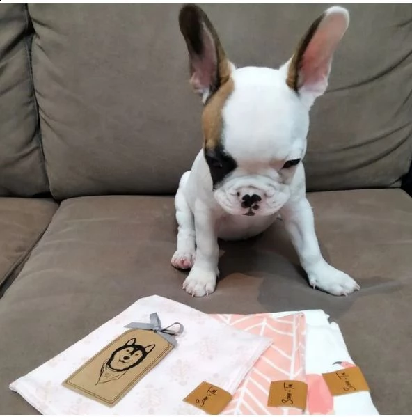 ?regalo cucciolo bulldog francese