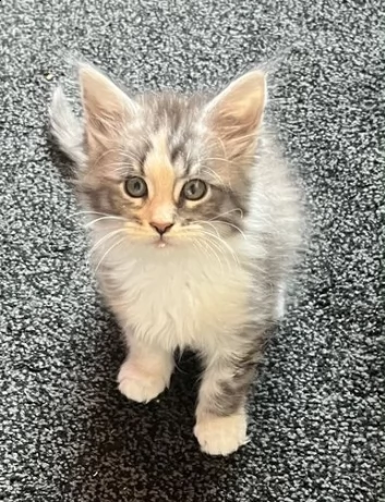 stupendi maine coon americano | Foto 1