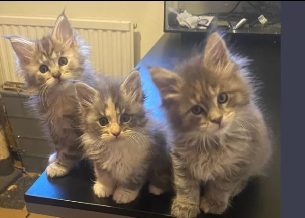 stupendi maine coon americano