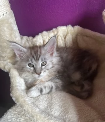 stupendi maine coon americano | Foto 0