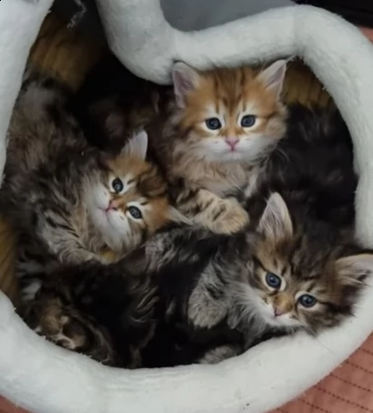 siberiani gattini di due mesi