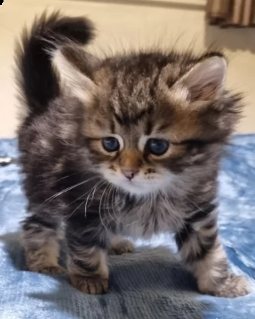 siberiani gattini di due mesi | Foto 2