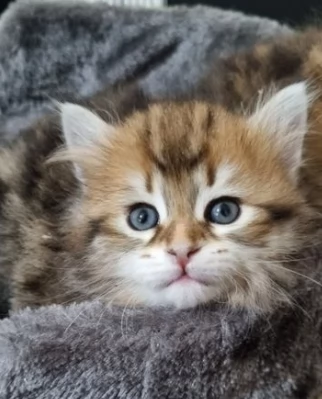 siberiani gattini di due mesi | Foto 1