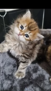 siberiani gattini di due mesi | Foto 0