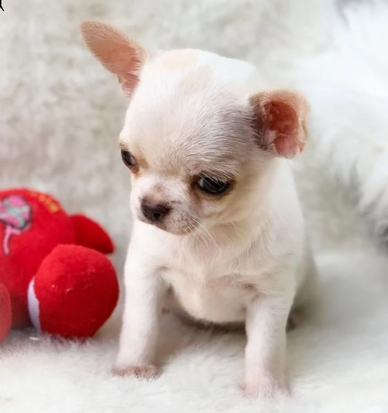 vendita cucciolo cuccioli di chihuahua | Foto 2