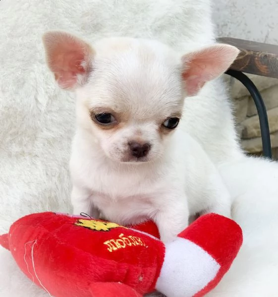 vendita cucciolo cuccioli di chihuahua | Foto 1