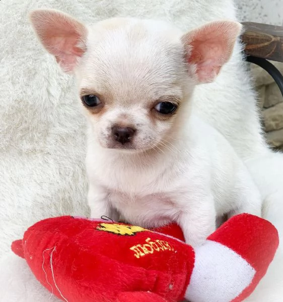 vendita cucciolo cuccioli di chihuahua