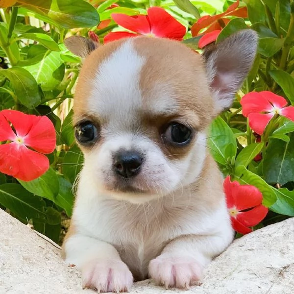 vendita cucciolo chihuahua da privato | Foto 3