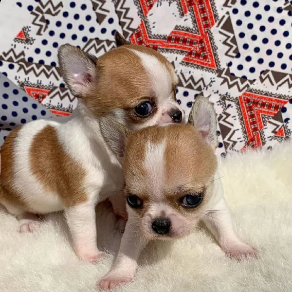 vendita cucciolo chihuahua da privato | Foto 2