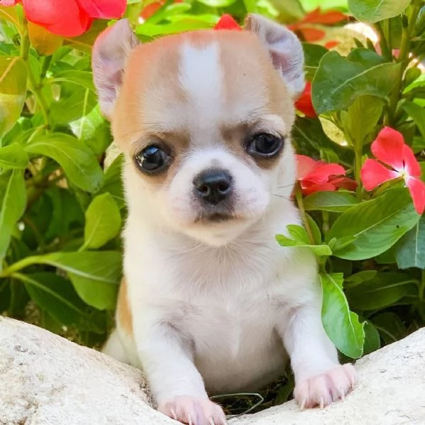vendita cucciolo chihuahua da privato
