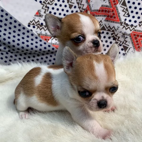 vendita cucciolo cuccioli chihuahua pincher | Foto 3