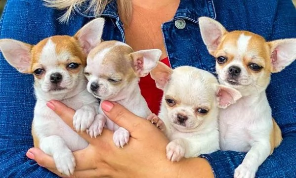 vendita cucciolo cuccioli chihuahua pincher | Foto 1