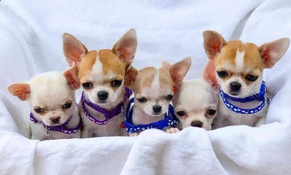 vendita cucciolo cuccioli chihuahua pincher | Foto 0