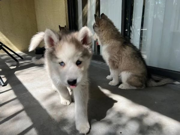   regalo cuccioli siberian husky maschio e femmina e-mail  (marieiris783[at]gmail[.com]) grazi  regalo cu