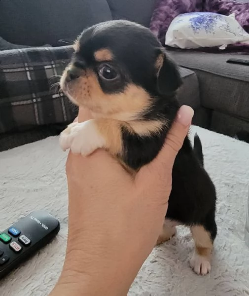  chihuahua cuccioli introvabili cuccioli di chihuahua intelligenti e dolcissimi attaccati al padrone