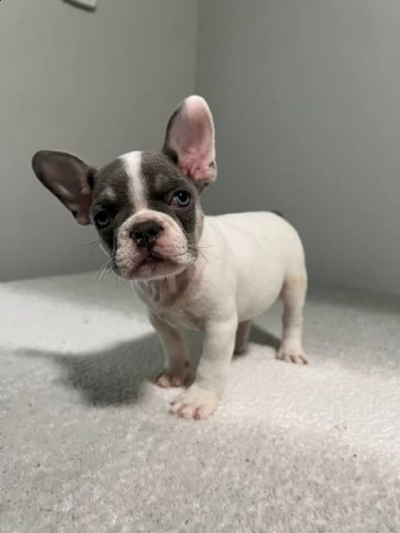    regalo meravigliosi cuccioli di bulldog francese  casa cresciuto, salute garantita, vasino addest