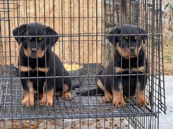   top quality rottweiler puppies top quality rottweiler puppies(100% purebred). nice and healthy! ve