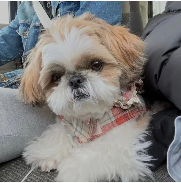 regalo cucciolo regalo shitzu