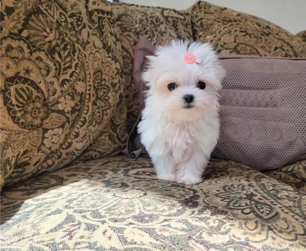   regalo maltese cuccioli meravigliosi ! 