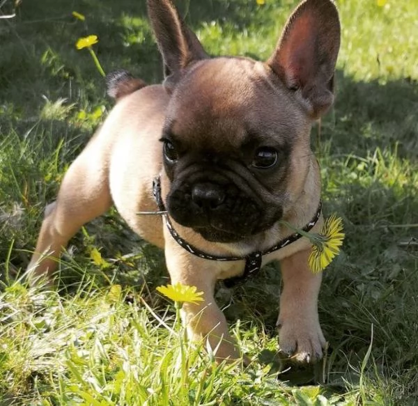 regalo bouledogue francese