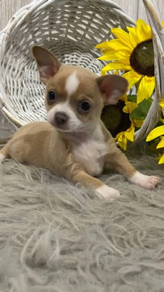 chihuahua cuccioli introvabili cuccioli di chihuahua intelligenti e dolcissimi attaccati al padrone 