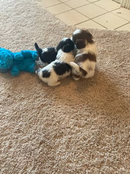 regalo cuccioli di shitzu e-mail  (marieiris783[at]gmail[.com]) grazi meraviglioso il musetto degli shih