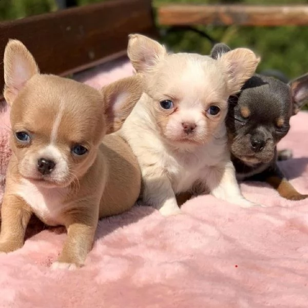 regalo chihuahua cuccioli meravigliosi ! 