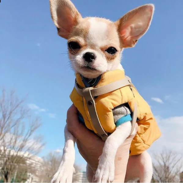 regalo cucciolo regalo cuccioli di chihuahua