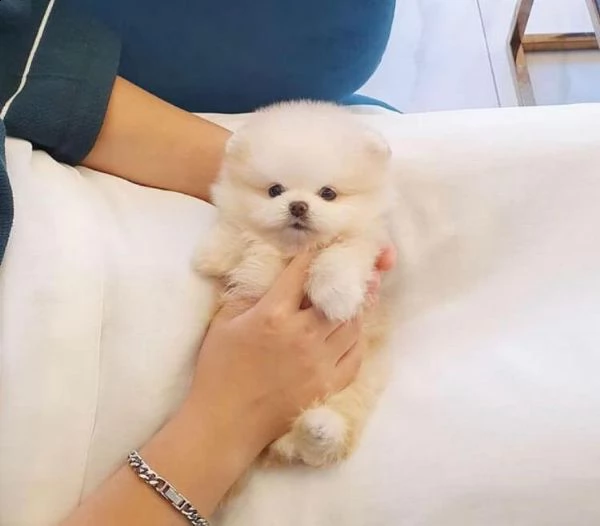 ?simpatico regalo di cuccioli di carlino