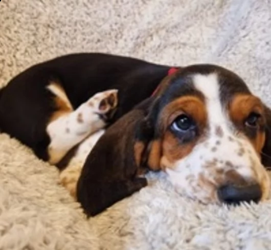cuccioli di bassoto