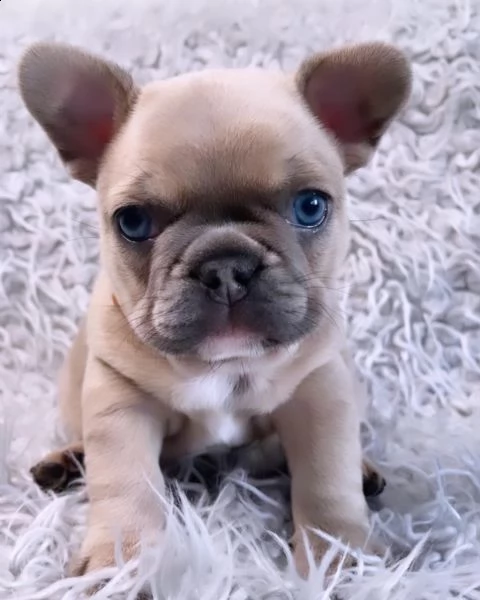 cucciolo di bulldog francese in adozione