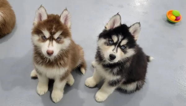 regalo cuccioli siberian husky maschio e femmina e-mail  (marieiris783[at]gmail[.com]) grazi  regalo cucc