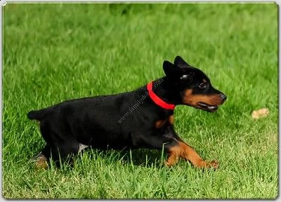 prenotazioni cuccioli di dobermann