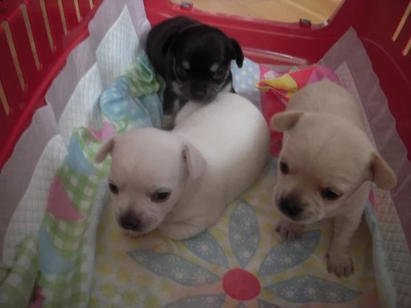 regalo cuccioli dolce e bella chihuahua toy..