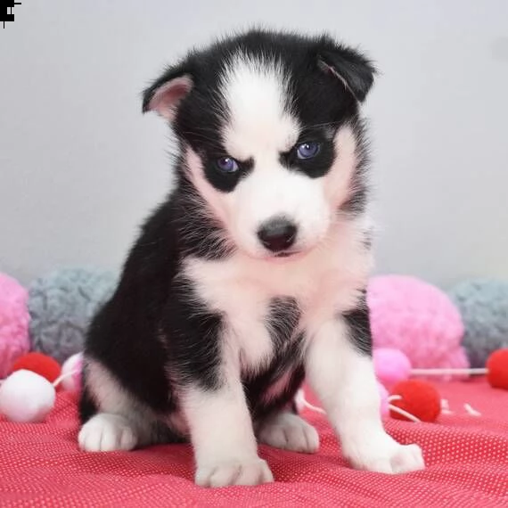 regalo cuccioli siberian husky maschio e femmina,...