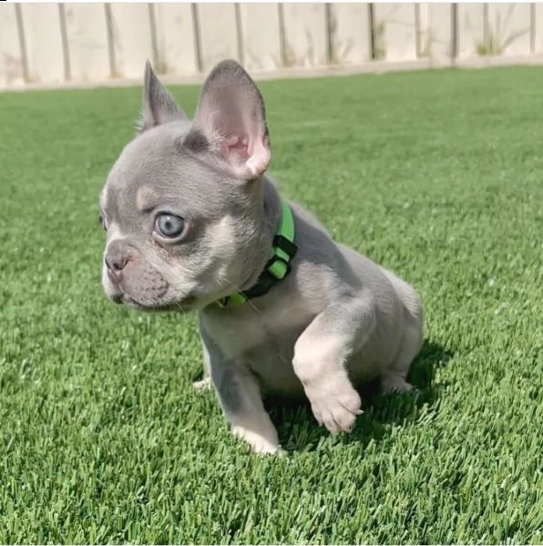 werre regalo cucciolo bulldog francese